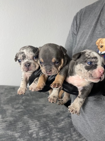 American Pit Bull Terrier – Exotic bully