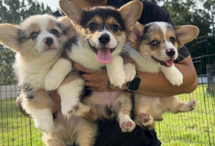 "Hey guys! Adorable 2-month-old Pembroke Welsh Corgis for sale! both stunning tri-color,blue murle