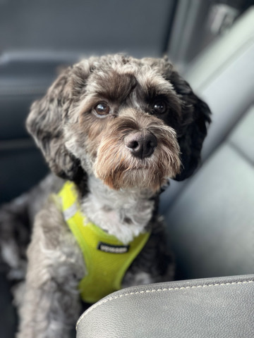 9 month old Cockapoo puppy for sale hypoallergenic