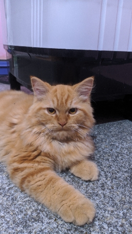 Persian (Modern) – Persian Cat