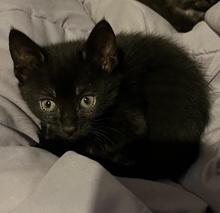Bombay – kittens