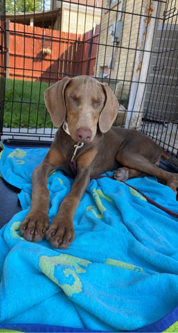 Doberman Pinscher – rehome my Doberman