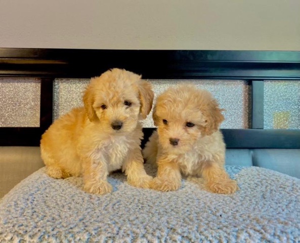 maltipoo puppies