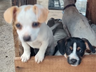 Jack Russel Terrier mix puppies 