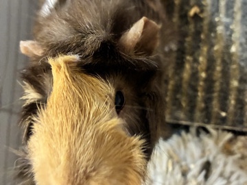 Guinea Pig – Friendly Guinea Pig Available in Grayslake – Grayslake