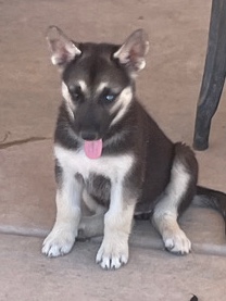 Siberian Husky – Free puppy.