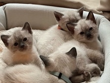 Siamese – 3 months old Siam kittens – Berlin
