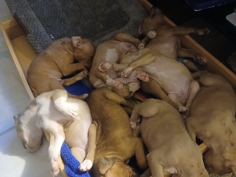 American Pit Bull Terrier – cutest puppies ever