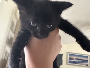 Russian White, Black and Tabby – kitten – Port Saint Lucie
