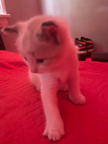 Ragdoll – kitten