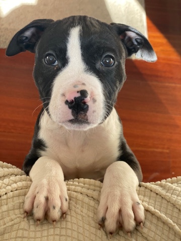 American Staffordshire Terrier – 8-week old American Staffordshire Terrier