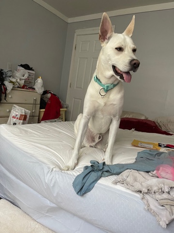 German Shepherd – rehome a mixed dog