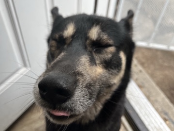 Mixed Breed – Handsome Looking For A Forever Home 🏡 – Detroit