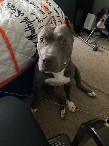American Pit Bull Terrier – Lovable Pitbull Terrier