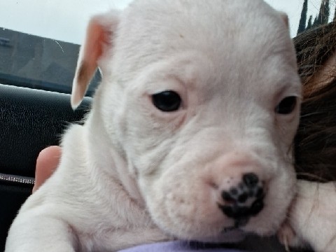 American Pit Bull Terrier – all white pitbull – Olivehurst