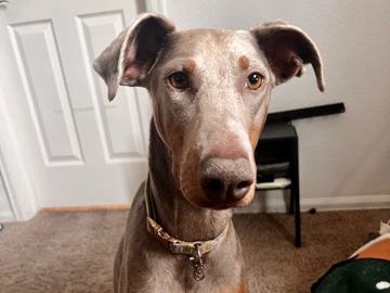 Doberman Pinscher – Adult Spayed Doberman – One-Pet Home Required – Colorado Springs