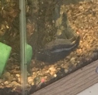 Nice Cichlid