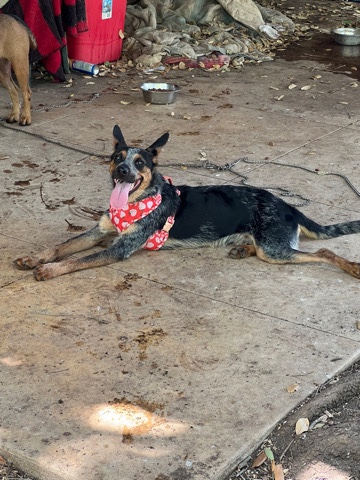 Australian Cattle Dog – Rehome a Sweet Fixed Boy