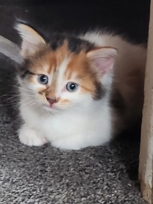 ***4 furrrever babies***