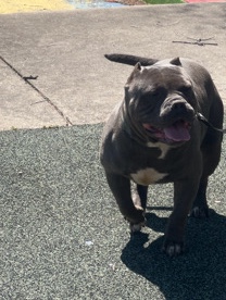 American Bulldog – rehoming bolo the American bully