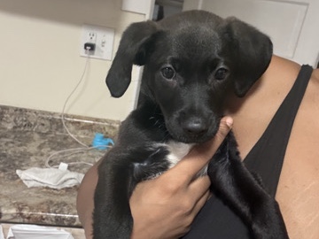Labrador Retriever – Hii I’m Midnight A mixed bread!! I’m also a boyyy. I’m looking for my Mommy or Dad I love kids. I WISH I COULD BE ONEE HAHA! – South Holland