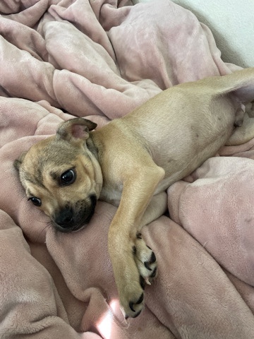 French Bulldog – french bull dog mixed with Chihuahua