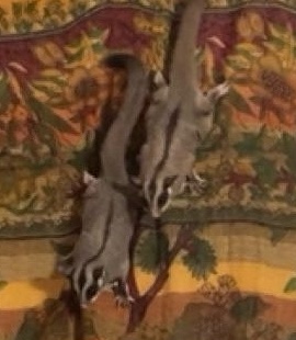 rehome for 2 female sugar gliders