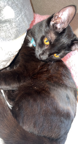 9month old kitten