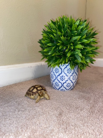 Any – Salcata Tortoise