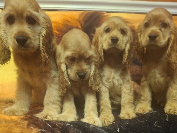 English Cocker Spaniel – English Cocker Spaniels – Austell