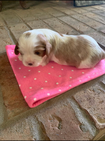 Cavalier King Charles Spaniel – Akc champ emma