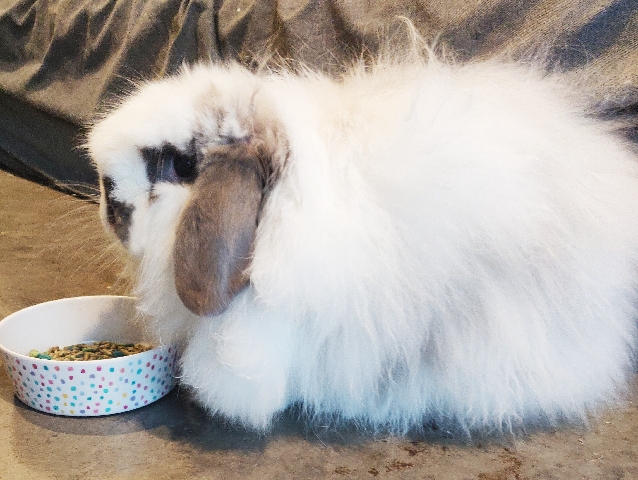 Lionhead – Lion head rabbit