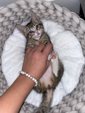 7 week female kitten