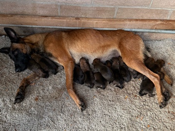 Mixed Breed – Malinois x German shepherd Belgian malinois mix – Los Angeles