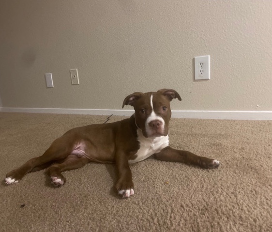 American Bulldog – Pit bul//Bully Mix