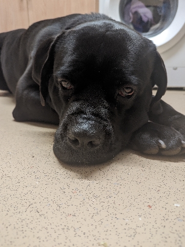 Cane Corso – Luna Cane Corso Female