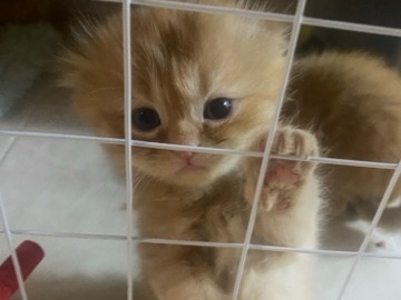 Scottish Fold – Scottishfold – Ajman