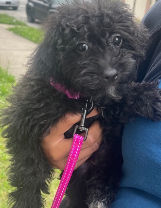 Poodle – Yorkiepoo Puppy For Sale