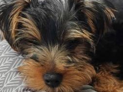 Yorkshire Terrier – Morkie
