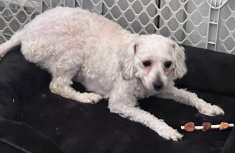 Poodle – free found dog