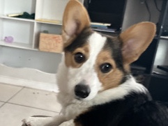 Cardigan Welsh Corgi – Suzi