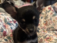 Chinese Chongqing Dog – Chihuahua puppies for sale – Cullowhee