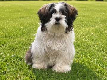 Shih Tzu – Shih Tzu Puppy Looking for a New Home – Jersey City