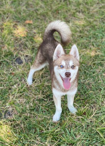 Pure Bred Red/White Alaskan Klee Kai 