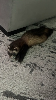 Swiper The Ferret