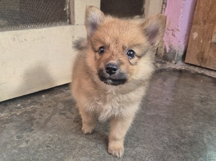 Pomeranian – male pomeranian puppy for resale – New Delhi