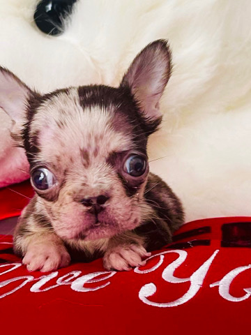 French Bulldog – micro Merle fluffy carrier