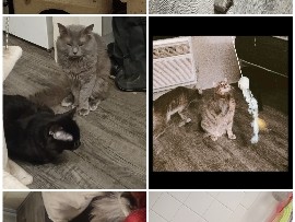 American Shorthair – NEED REHOMING IMMEDIATELY!!! MILITARY RELOCATION AND NEED HELP GETTING OUR CATS IN NEW HOMES BY AUGUST 5TH!!!!! – Tucson