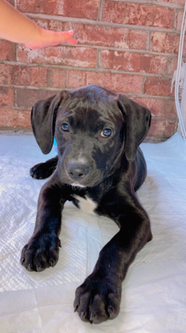 Labrador Retriever – puppy for sale