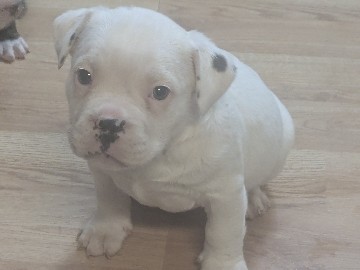 American Pit Bull Terrier – Pocket bully puppy – Peoria